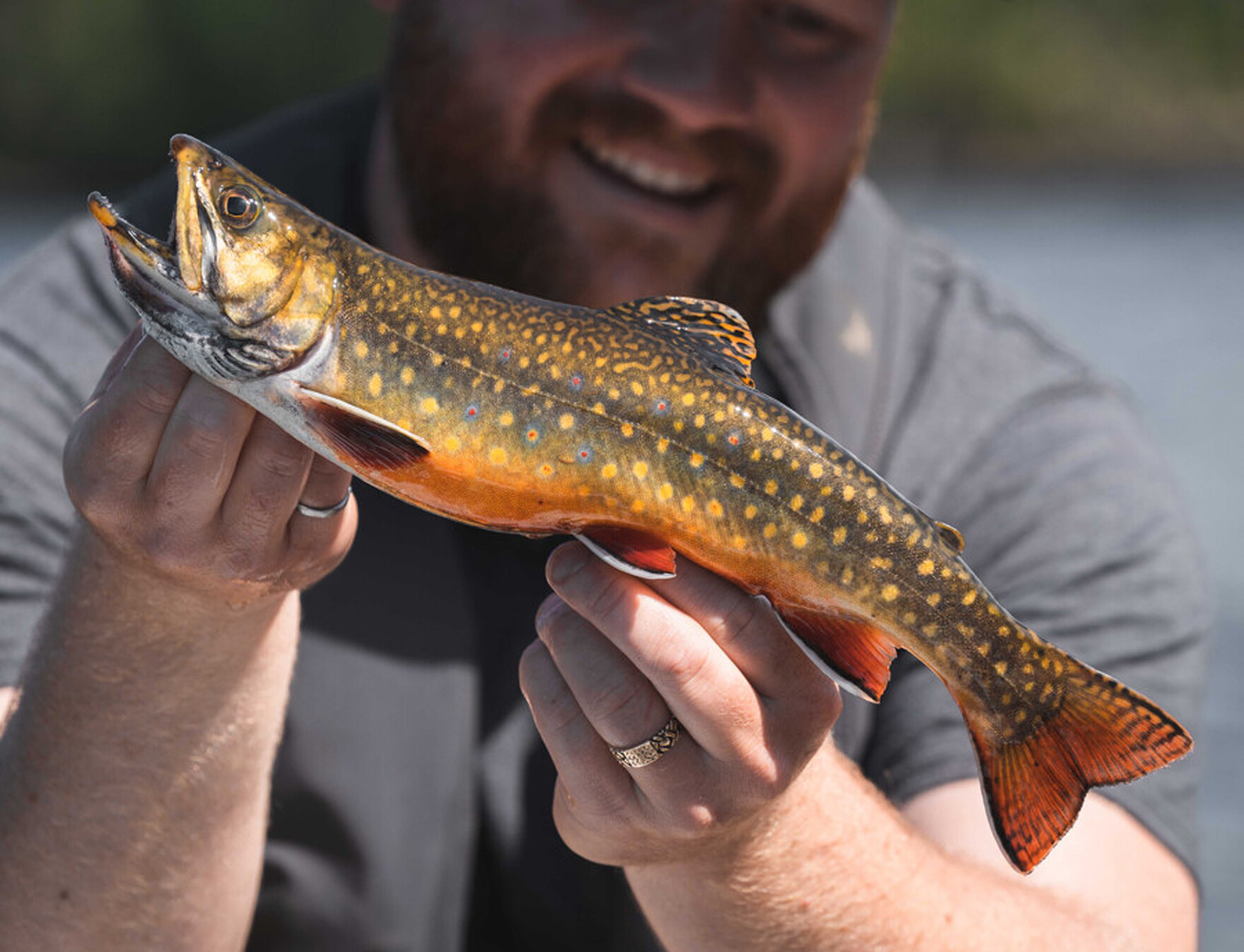 Trout Fishing Packages (regulated) - Fishing - What to do in Rimouski for  outdoor enthusiasts